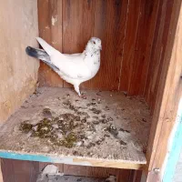 کبوتر|پرنده|نهاوند, |دیوار