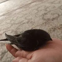پرنده