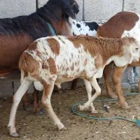 اول بخون بعد تماس بگید|حیوانات مزرعه|بندر دیر, |دیوار