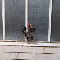 خروس جهادی جوان|حیوانات مزرعه|خمینی‌شهر, |دیوار