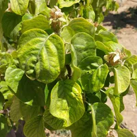 اصلاح خاک و درختها وبرگها و زمینهای زراعی