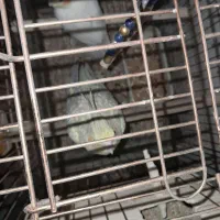 طوطی هلندی|پرنده|اندیمشک, |دیوار