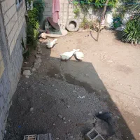 قوغازاوکراینی