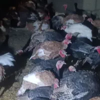 فروش بوقلمون|حیوانات مزرعه|دیواندره, |دیوار