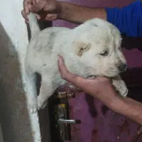 توله نر خراسانی