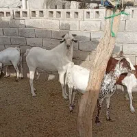 بزه نری صومال|حیوانات مزرعه|بندرعباس, |دیوار