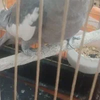 عروس هلندی|پرنده|قم, کلهری|دیوار