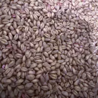 گندم ابی اکراین