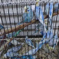 مرغ عشق انگلیسی رنگ خاص