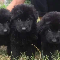 توله سگ ژرمن بلک نر شولاین موکلاسیک