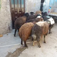 7 راس بره نر پرواری