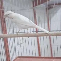 قناری سفید کاکلی. نر دهن زن|پرنده|شیراز, پودنک|دیوار