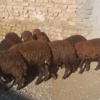 ۱۲ راس بره