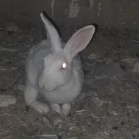 فروش خرگوش|موش و خرگوش|ایذه, |دیوار