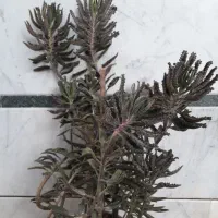 گل اشک تمساح|گل و گیاه طبیعی|نجفآباد, جلال آباد|دیوار
