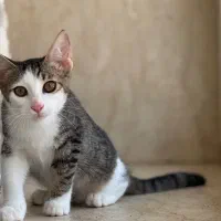 واگذاری دو تا بچه گربه دختر و پسر