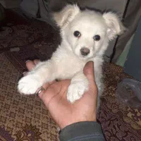 اشپیتز دوماهه