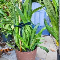 گل‌های طبیعی وسالم پرورش‌یافته باعشق توی خونه‌مون|گل و گیاه طبیعی|دلند, |دیوار