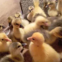 هر هفته جوجه غاز .جوجه اردک .جوجه