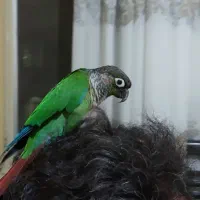 طوطی گیرینچیک|پرنده|ملارد, |دیوار