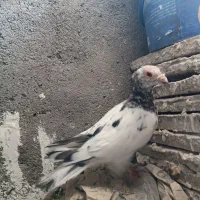 کفتر سار هفت رنگ|پرنده|مشهد, شهید معقول|دیوار