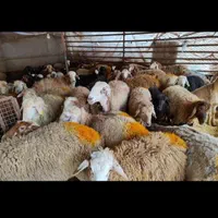 فروش گوسفند زنده جهت قربانی پرند شبانه روزی