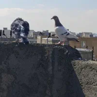 دوبرسرعتی۲۵۰