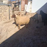 ۲عدد ساورین شیره دار ۲عدد بز ۲عدد میش چاغ|حیوانات مزرعه|گوآور, |دیوار