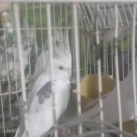 عروس هلندی زیبا و البینو دستی و سخن گو