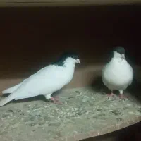 فروش کفتر طوقی و رنگی