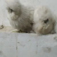 جوجه تزینی|حیوانات مزرعه|خمینیشهر, |دیوار