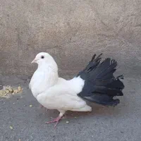 فروش کبوتر دم چتری دم سیاه دستی مفت