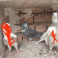 کبوتر|پرنده|سرپل ذهاب, |دیوار