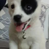 توله پامر اشپیتز|سگ|بابل, |دیوار