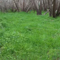شریک و سرمایه گذار برای گوسفند در شهرستان