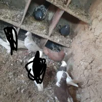 کبوتر فروش فروی یجایی قیمت بگو ببر