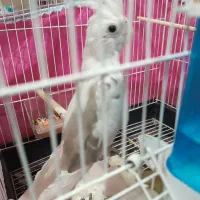 عروس هلندی دوکت آلبینو