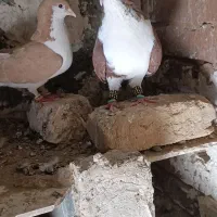 نرماده ساده و دم سفید