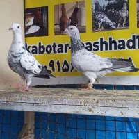 کبوتر نروماده سوسکی