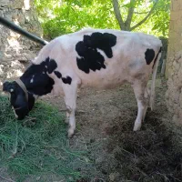 این گوساله نوبر زیر بر به فروش می‌رسد