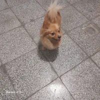 حیوان خانگی|سگ|شیراز, تندگویان|دیوار