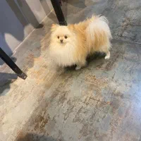 توله سگ های کوچولو موچولو خواستنی|سگ|باغستان, |دیوار