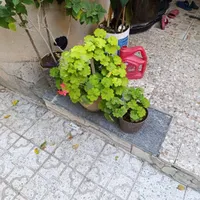 گل طبیعی انواع گل|گل و گیاه طبیعی|کرمانشاه, |دیوار