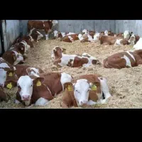 فروش بهترین گوساله نر|حیوانات مزرعه|تهران, انبار نفت|دیوار