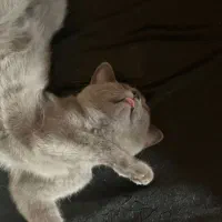 فروش یک عدد گربه نژاددار|گربه|مراغه, |دیوار