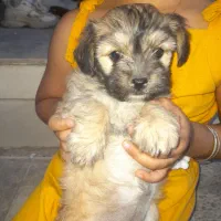 شیتزو با نمک لاری