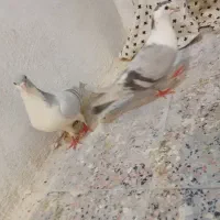 ساعت مچی|ساعت|زابل, |دیوار