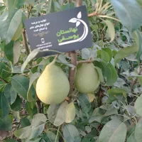 سنجد درخت مقاوم واقتصادی،در نهالستان ، گلخانه نهال|خدمات باغبانی و درختکاری|مشهد, سیسآباد|دیوار