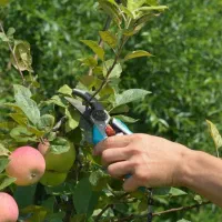 هرس انواع درخت ها