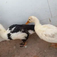 اردک